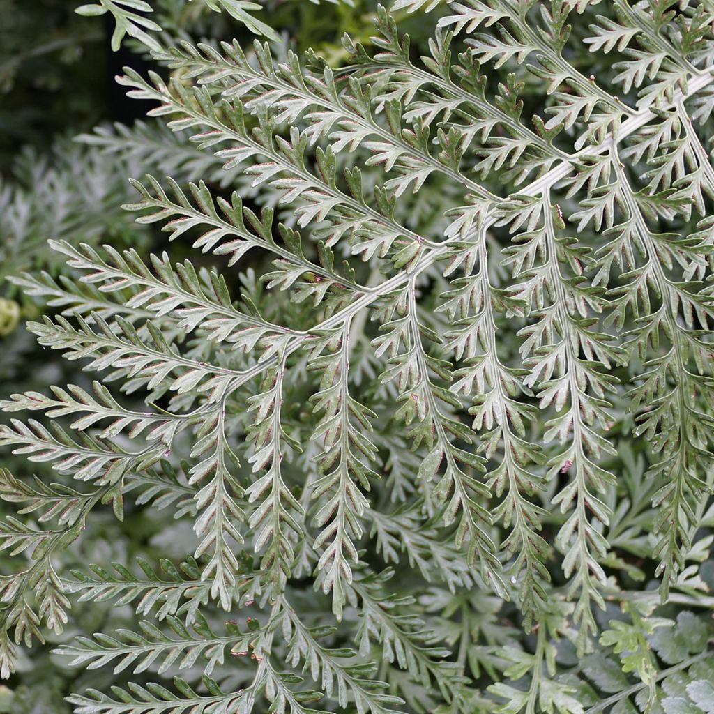 Asplenium Parvati - Mother fern