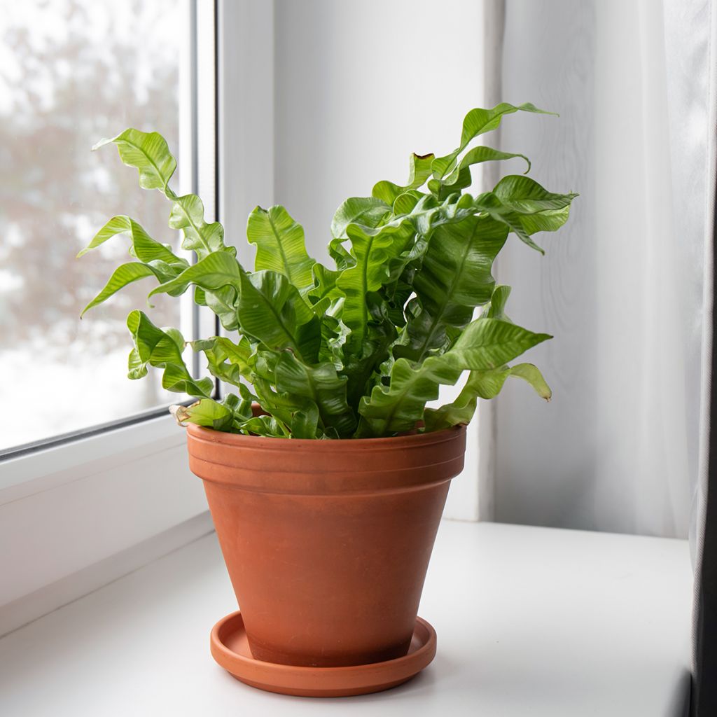 Asplenium nidus 'Crispy Wave' - Bird's nest fern, hart's tongue