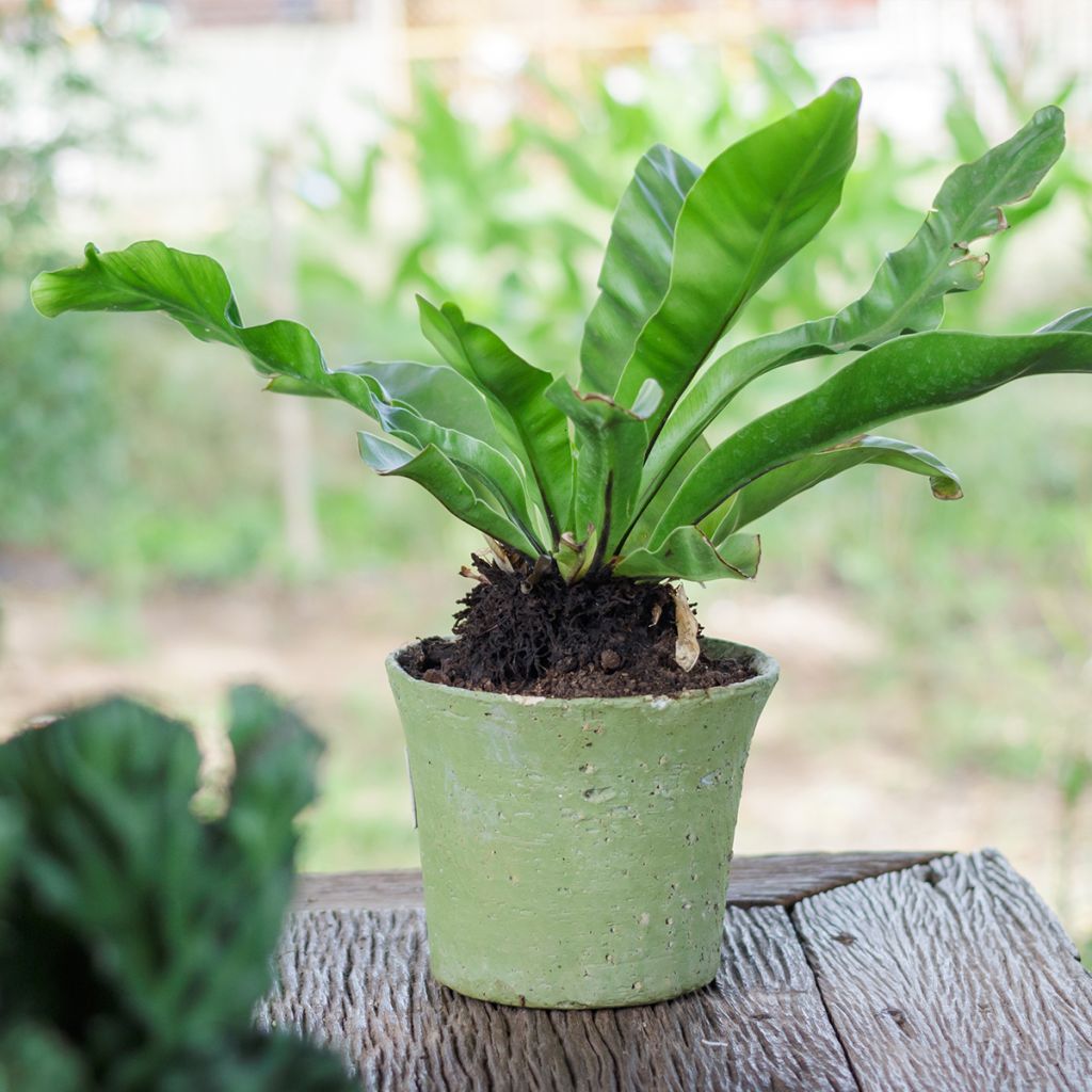 Asplenium nidus - Bird's nest fern