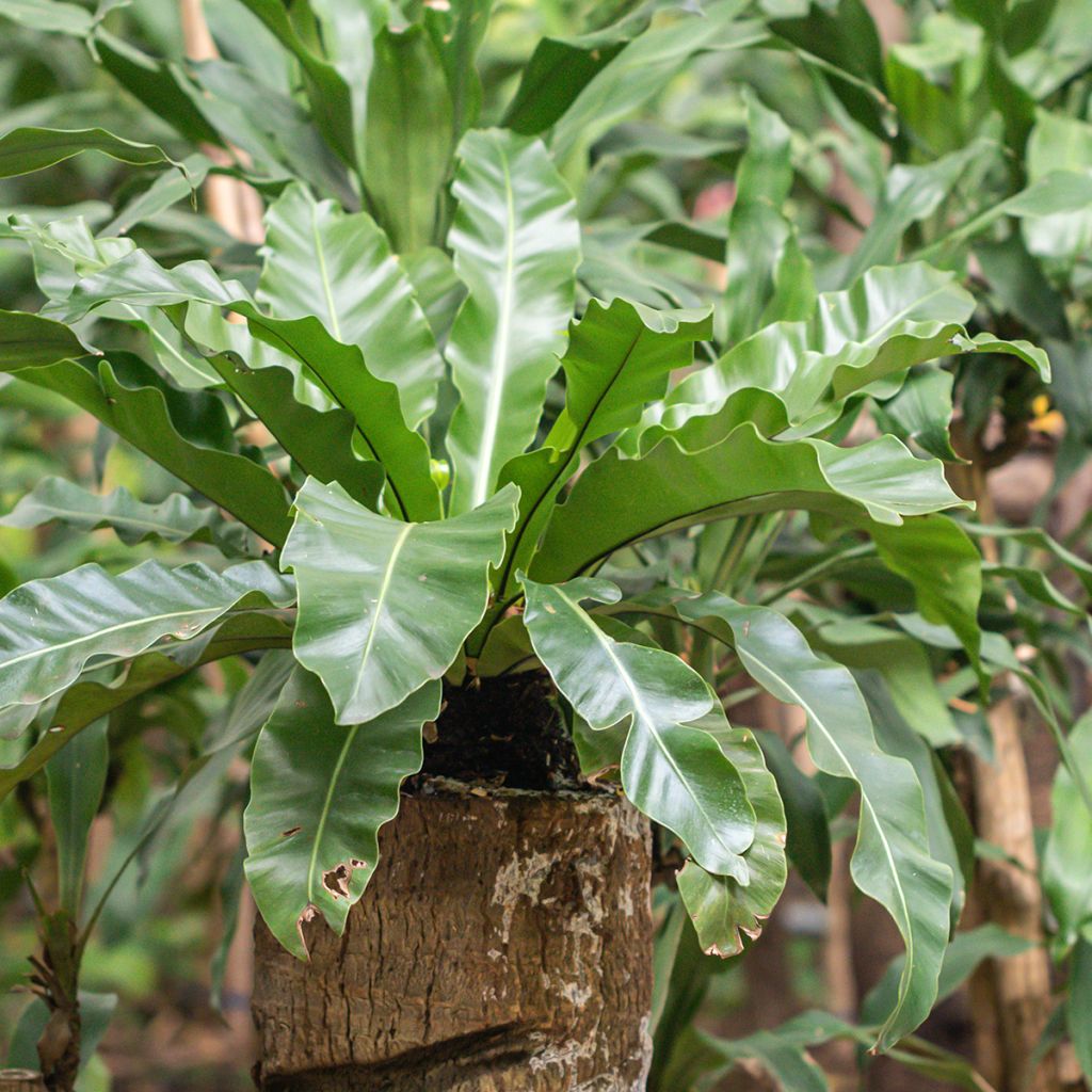 Asplenium nidus - Bird's nest fern
