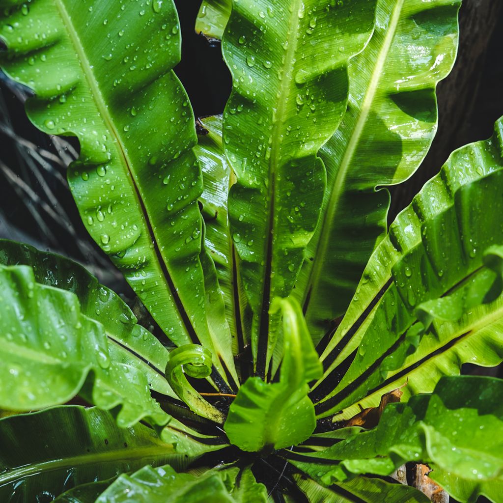 Asplenium nidus - Bird's nest fern