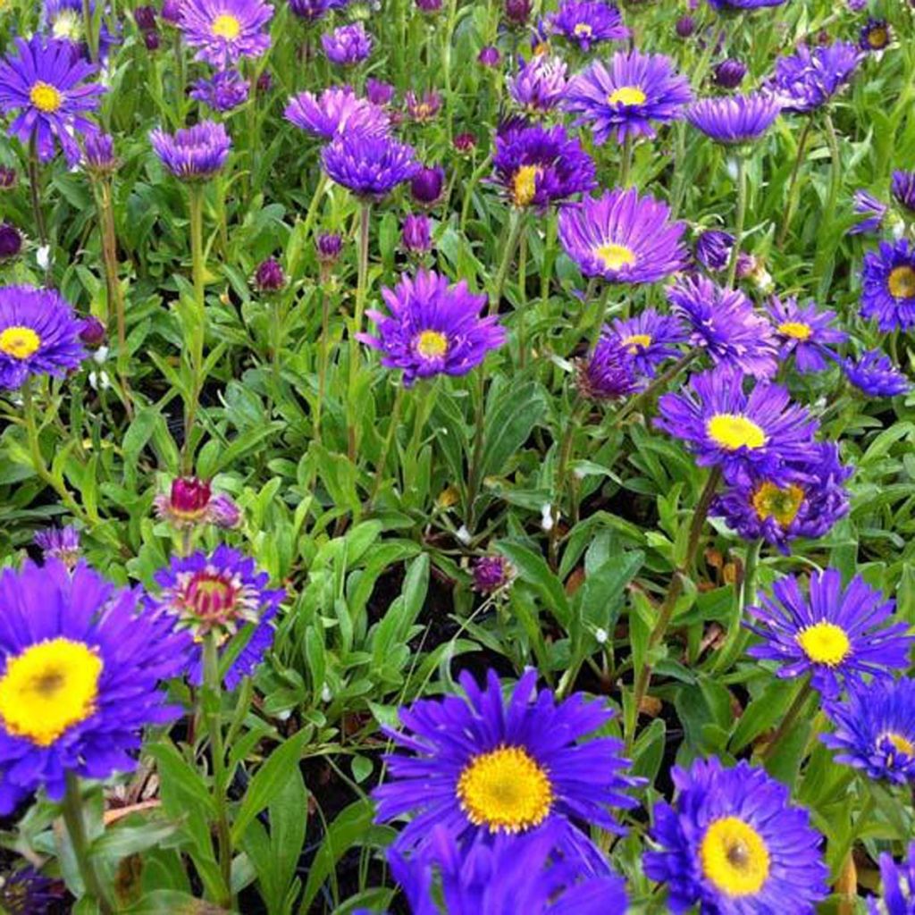 Aster alpinus Dunkle Schöne