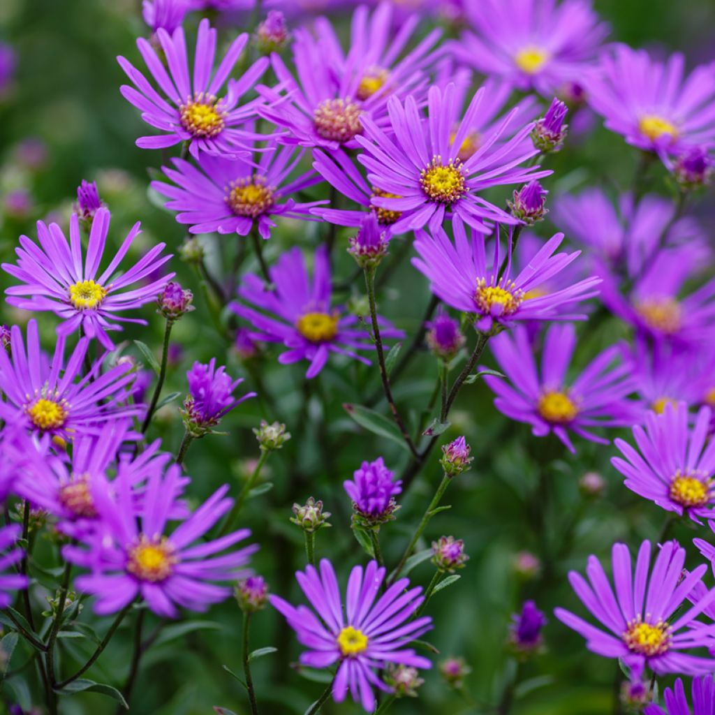 Aster amellus Rudolf Goethe - Œil du Christ