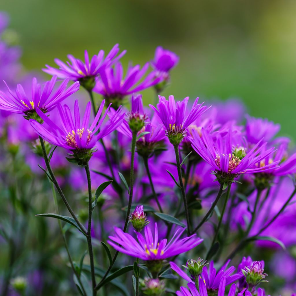 Aster amellus Rudolf Goethe - Œil du Christ