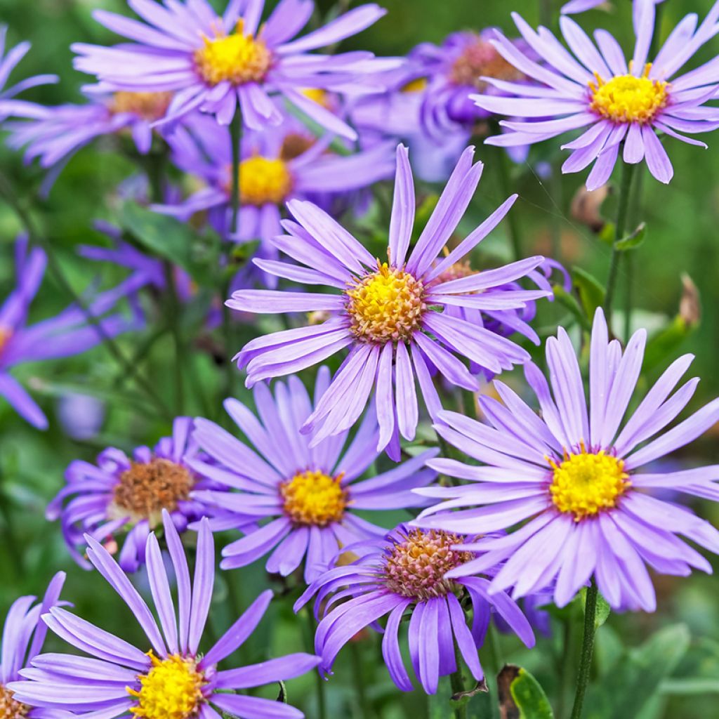 Aster amellus Rudolf Goethe - Œil du Christ
