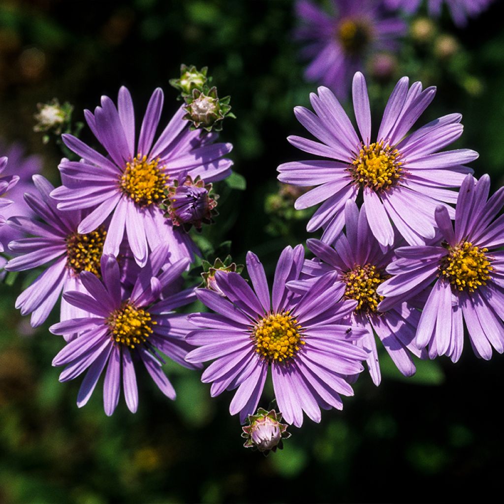 Aster amellus Rudolf Goethe - Œil du Christ