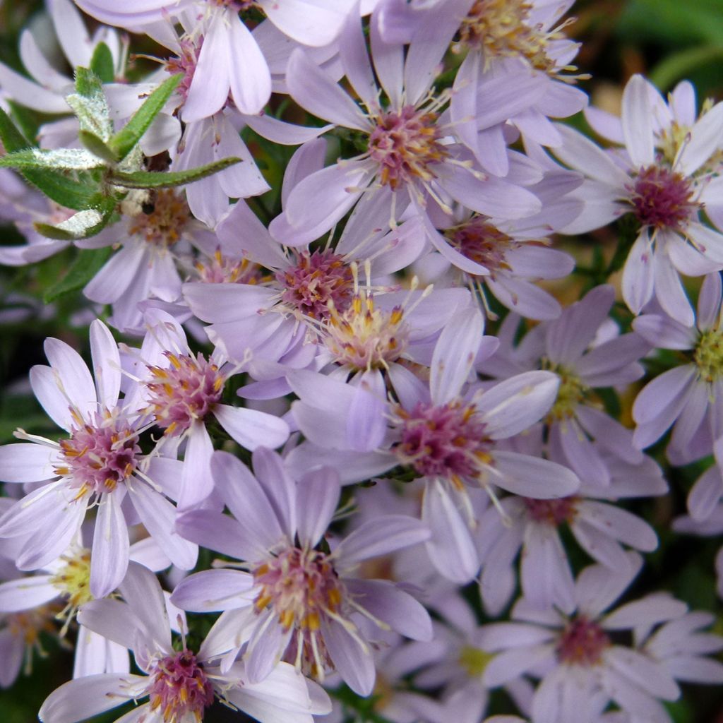 Aster cordifolius Blütenregen