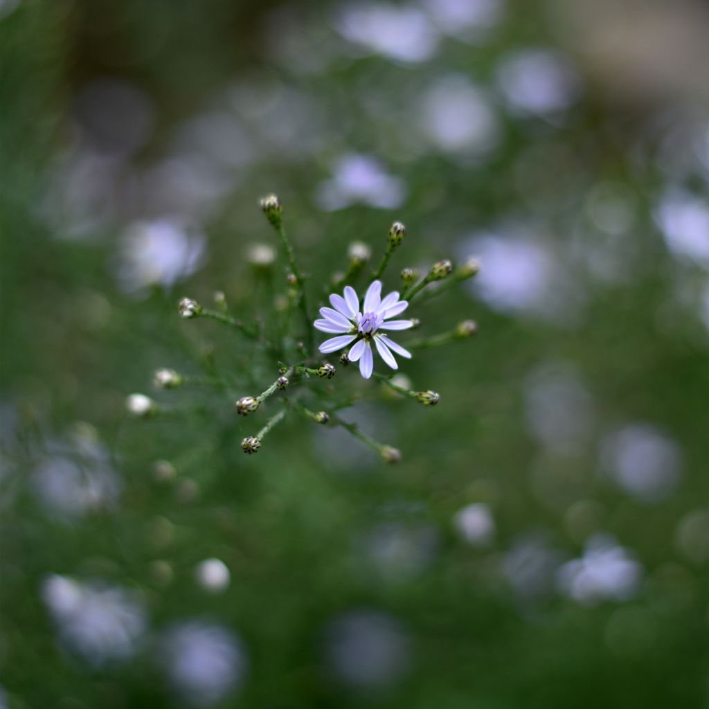 Aster cordifolius Blütenregen