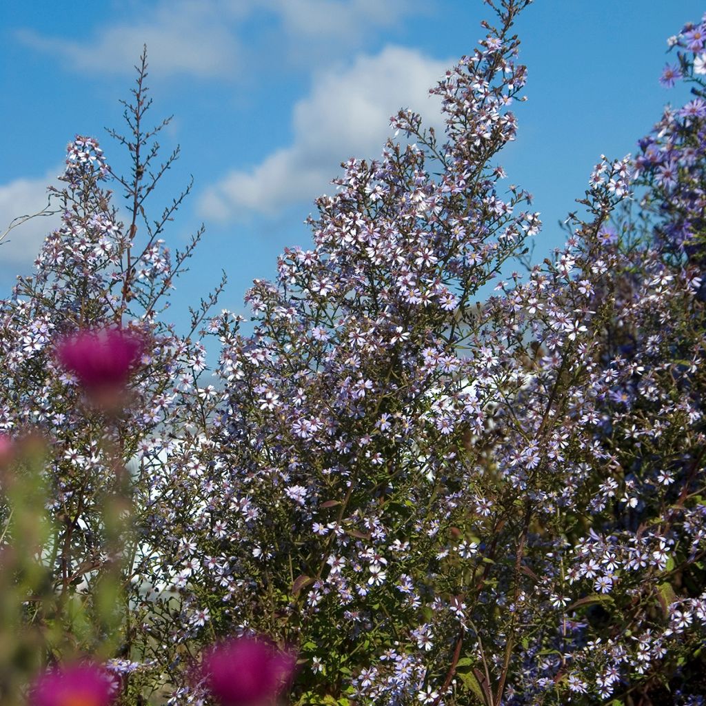 Aster cordifolius Ideal