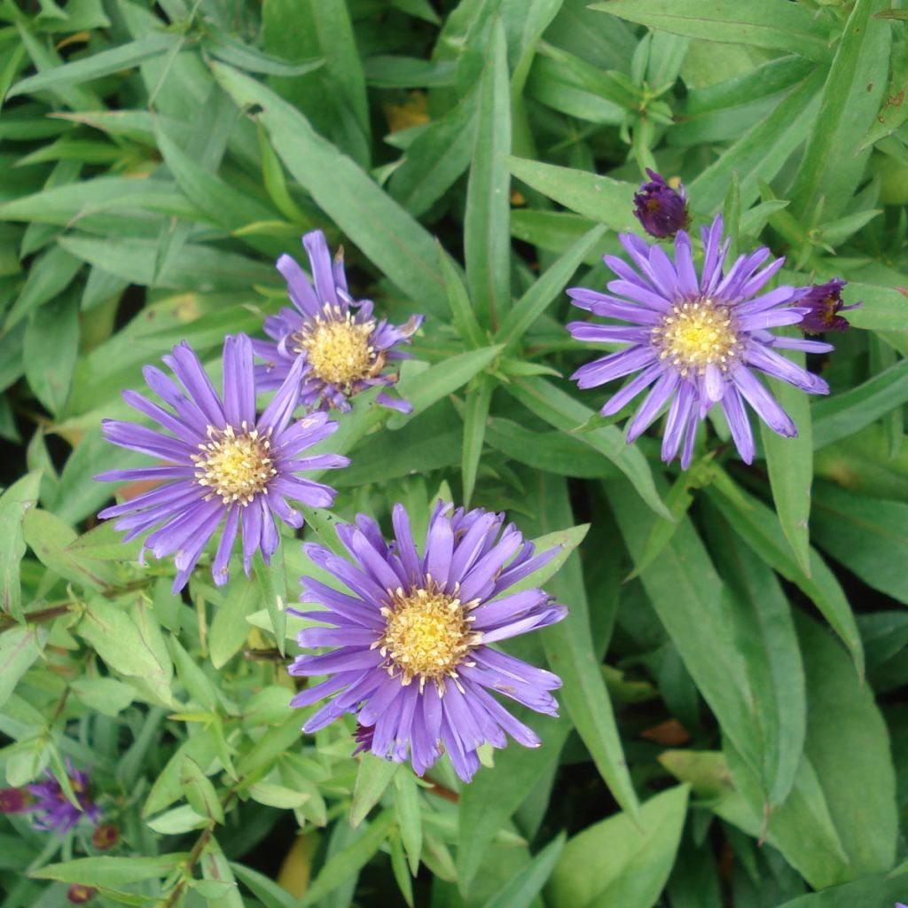 Aster dumosus Samoa