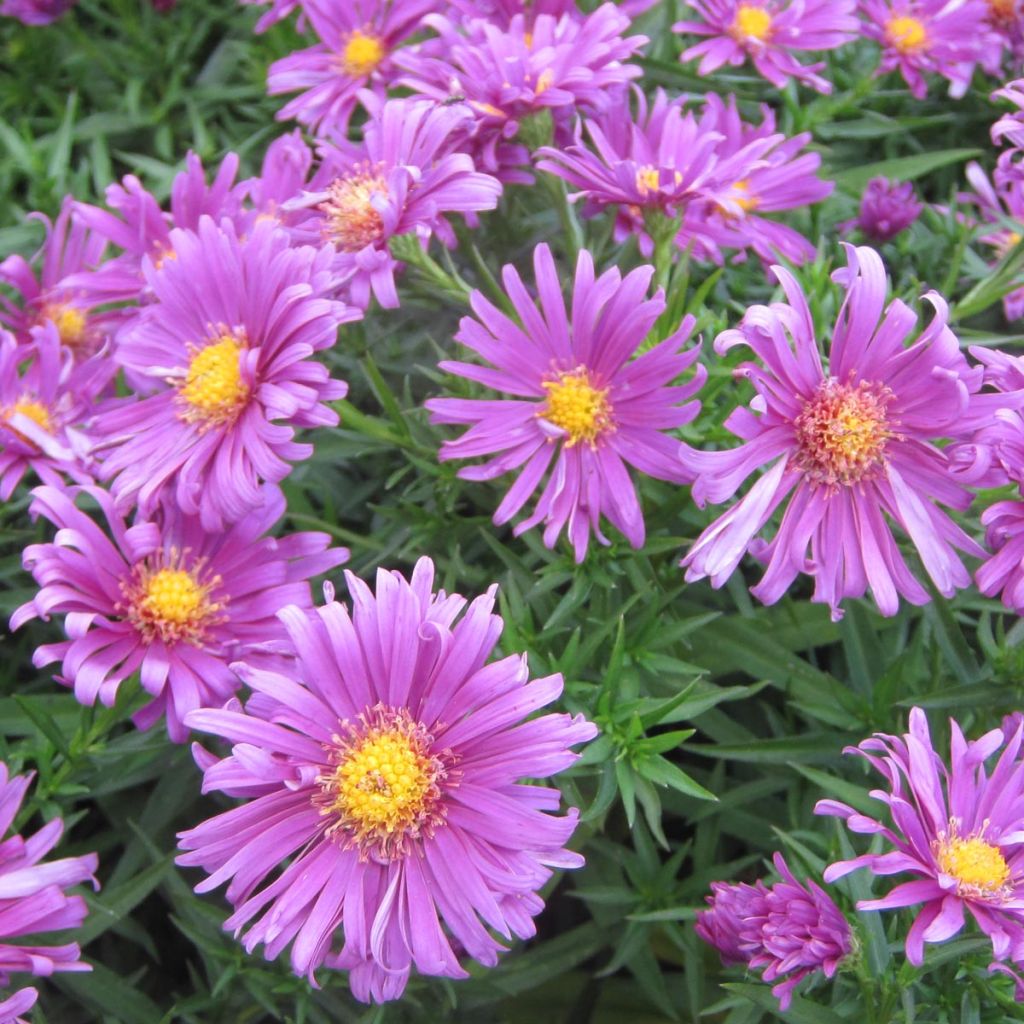 Aster dumosus Tonga