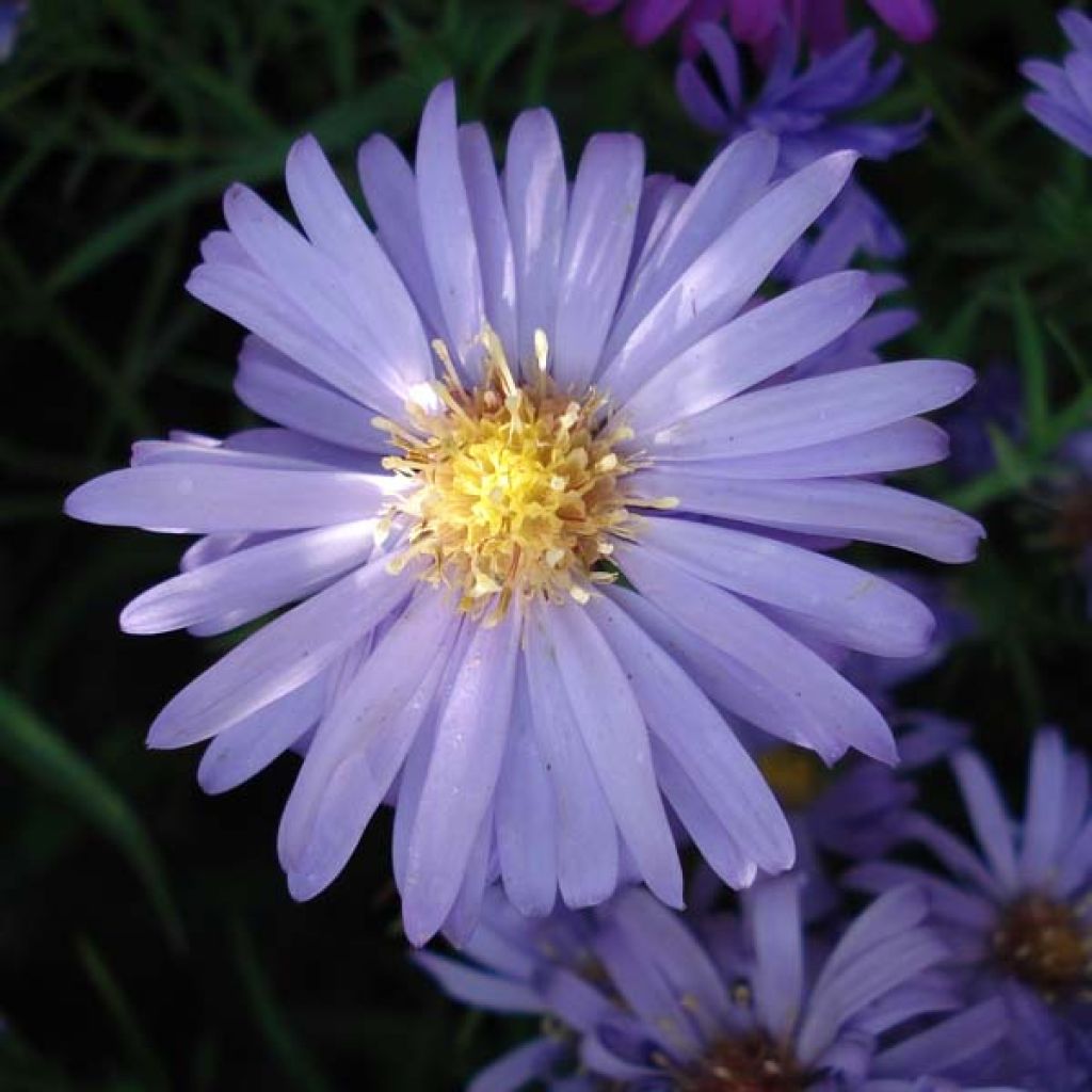 Aster dumosus Lady in Blue