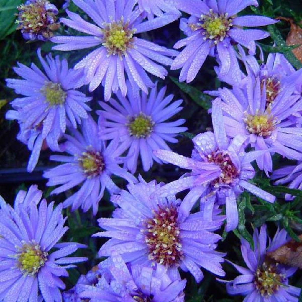 Aster dumosus Lady in Blue