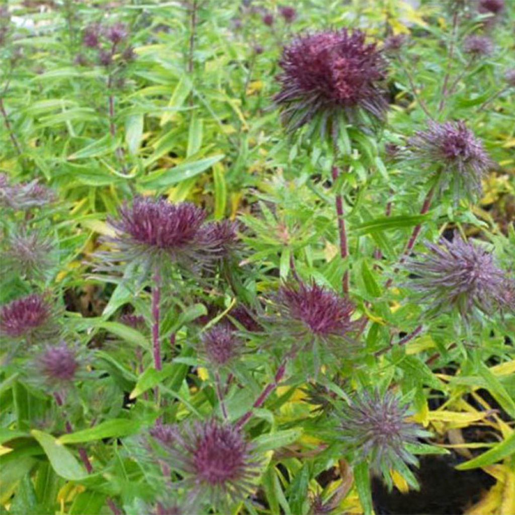 Aster novae-angliae Ann Leys