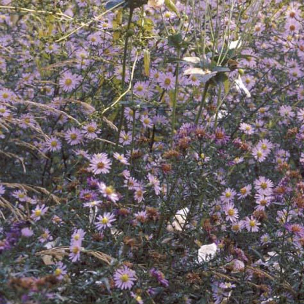 Aster laevis - Giant Autumn Aster