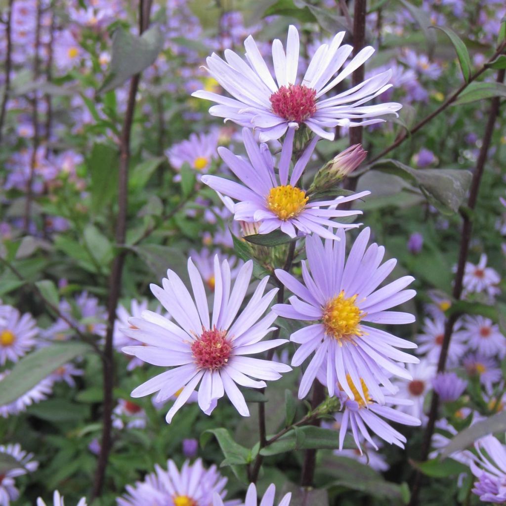 Aster laevis Calliope