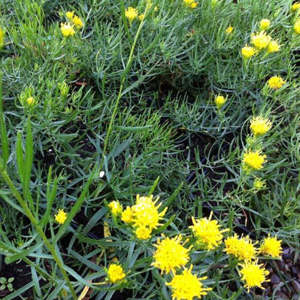 Aster linosyris