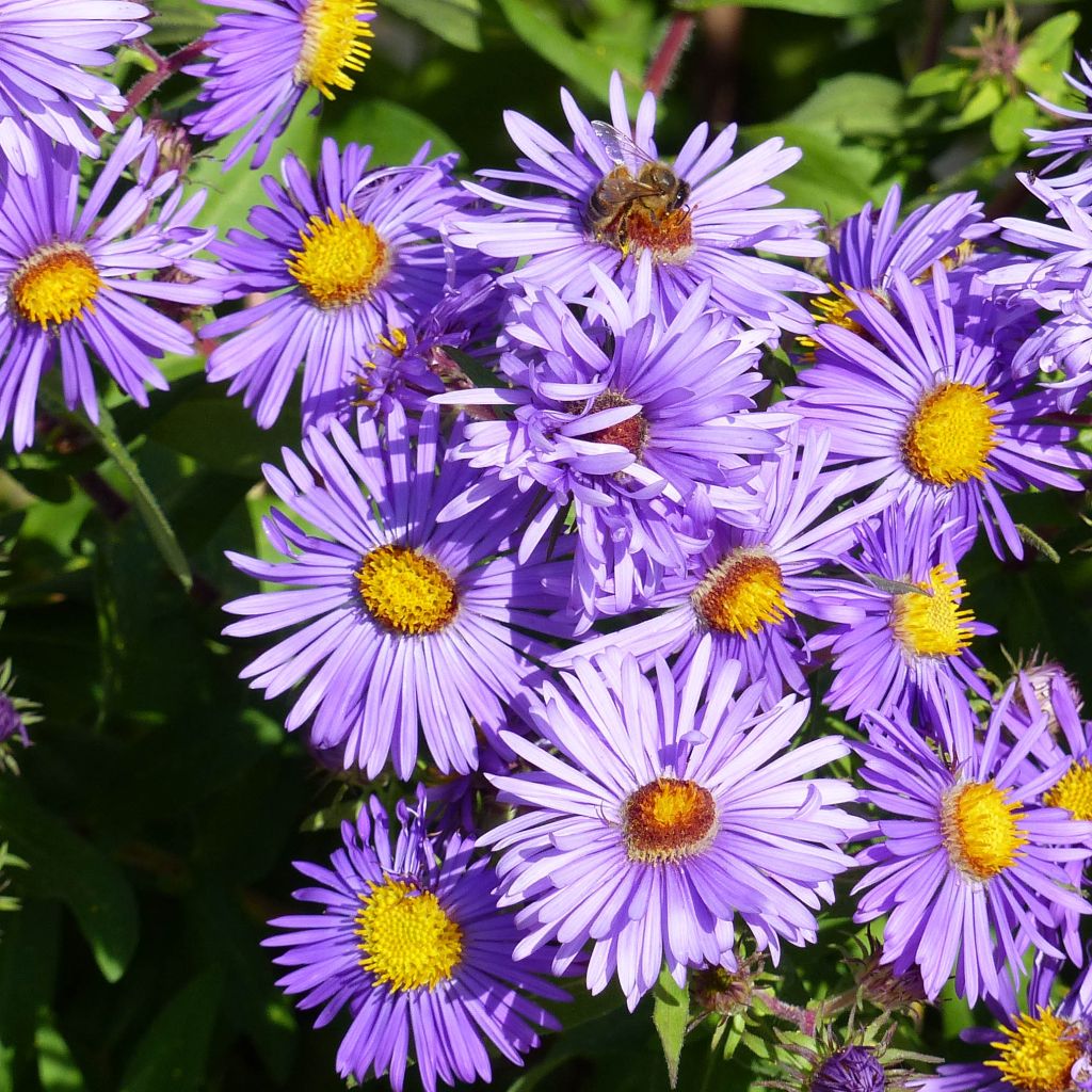 Aster novae-angliae Barrs Blue
