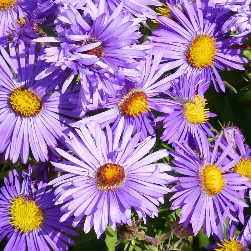 Aster novae-angliae Barrs Blue