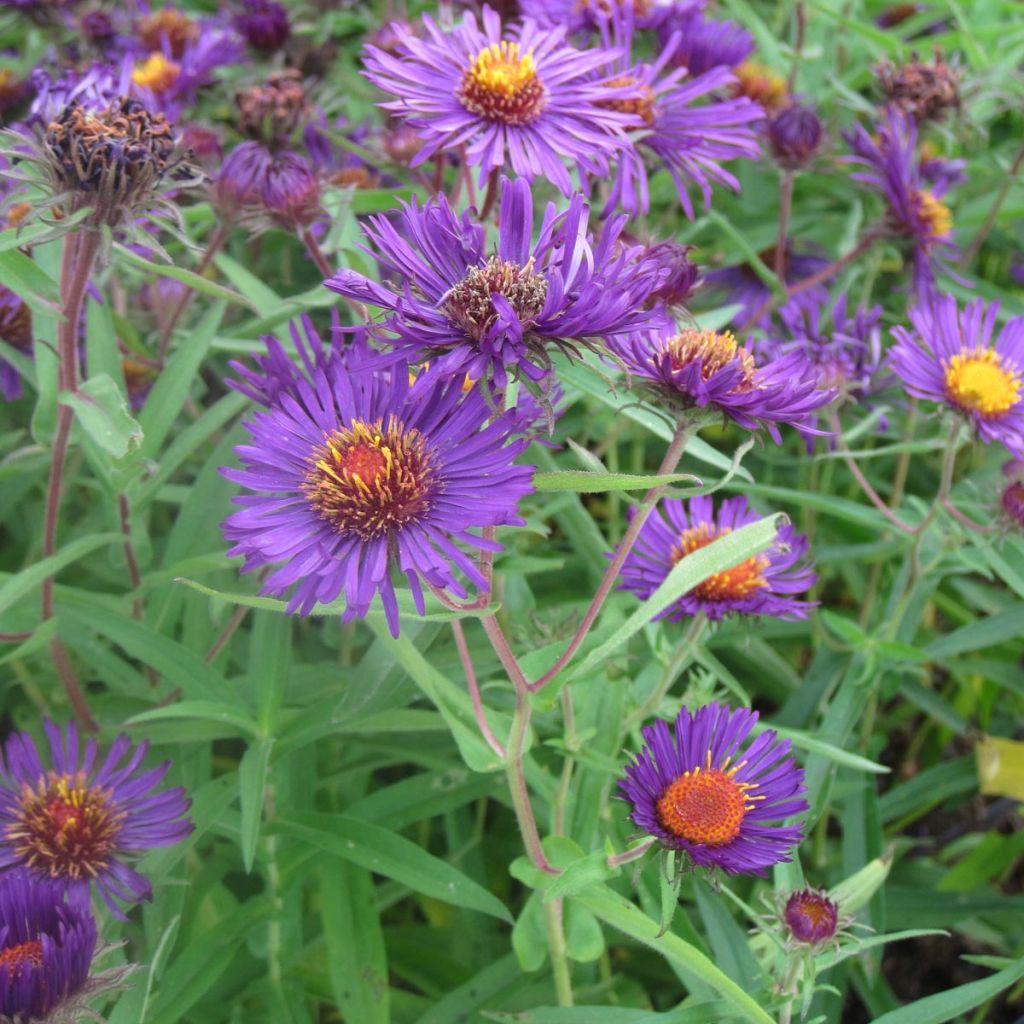 Aster novae-angliae Violetta