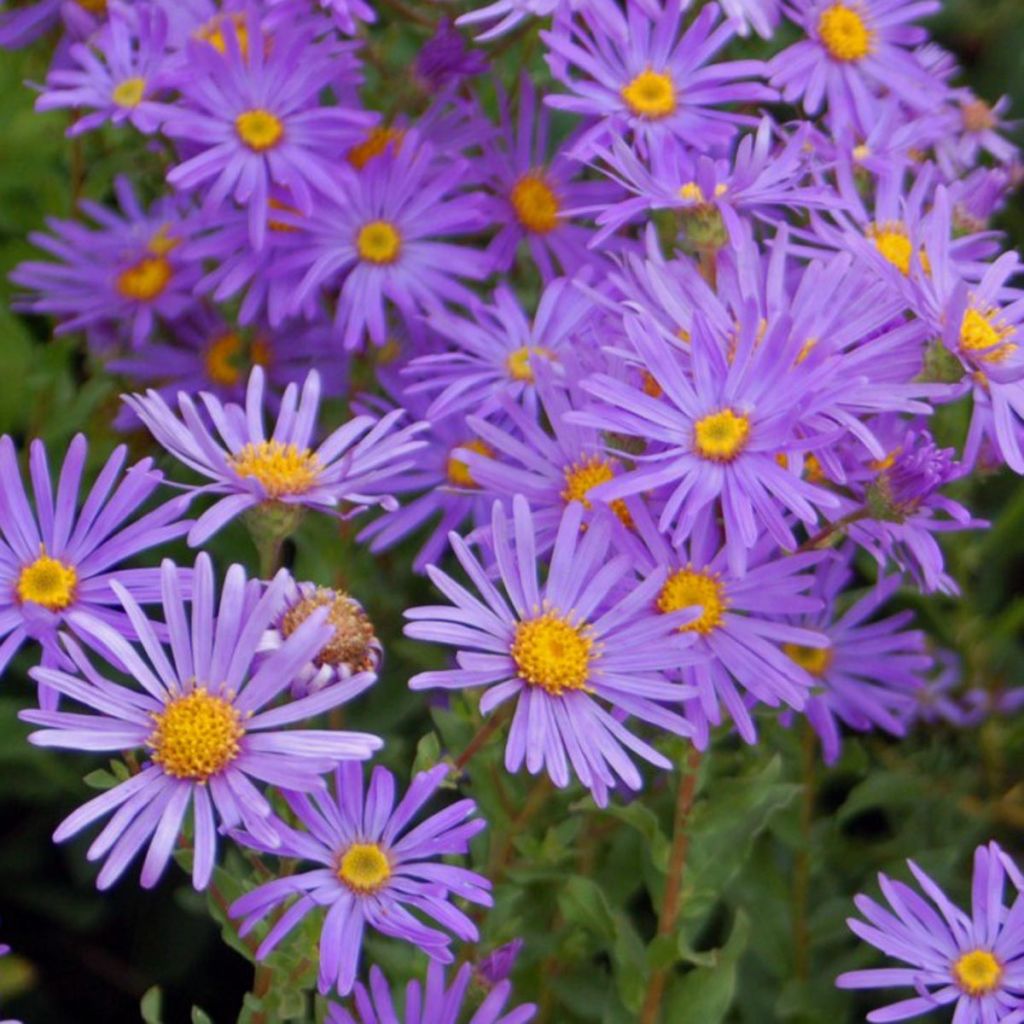 Aster novi-belgii Eventide
