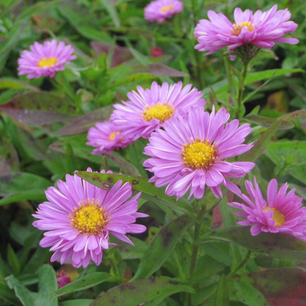Aster novi-belgii Patricia Ballard