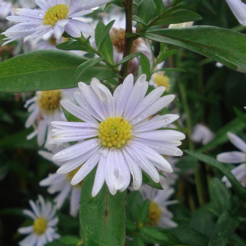 Aster novi-belgii Porzellan