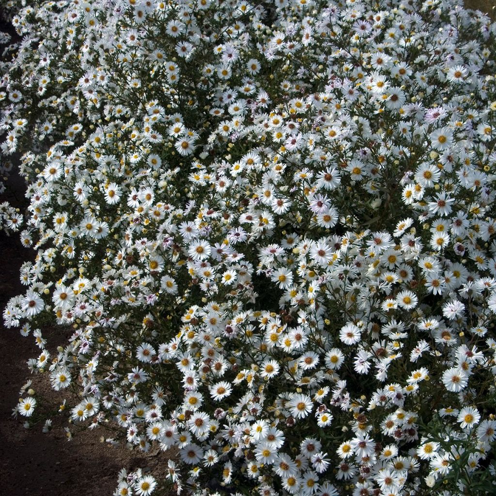 Aster novi-belgii White Ladies