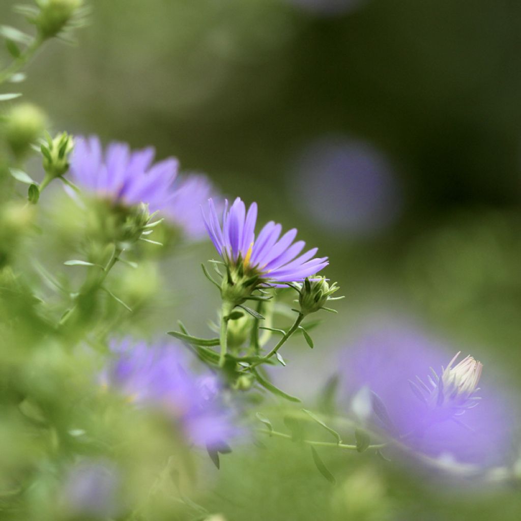 Aster oblongifolius October Skies