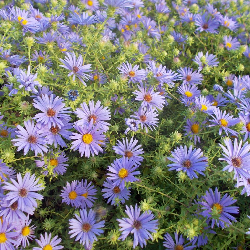 Aster oblongifolius October Skies