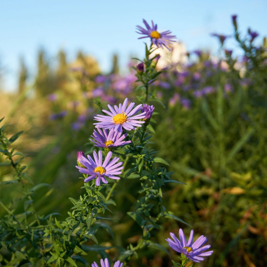 Aster oblongifolius October Skies