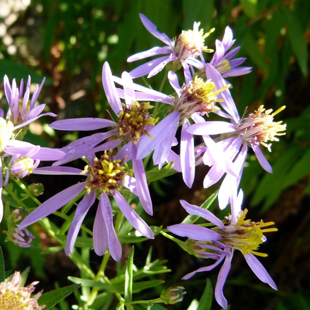 Aster sedifolius - Thick-stemmed Aster