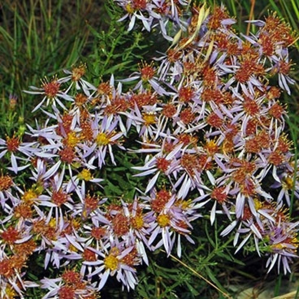 Aster sedifolius - Thick-stemmed Aster