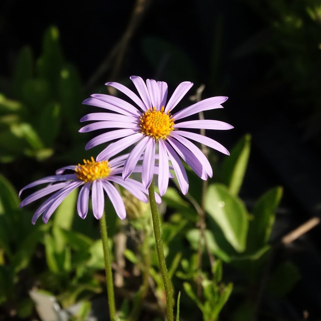 Aster tongolensis Berggarten