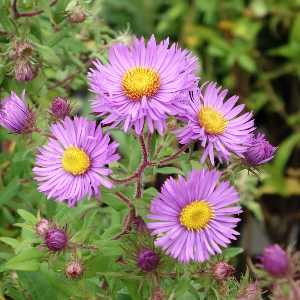 Aster novae-angliae Barrs Blue
