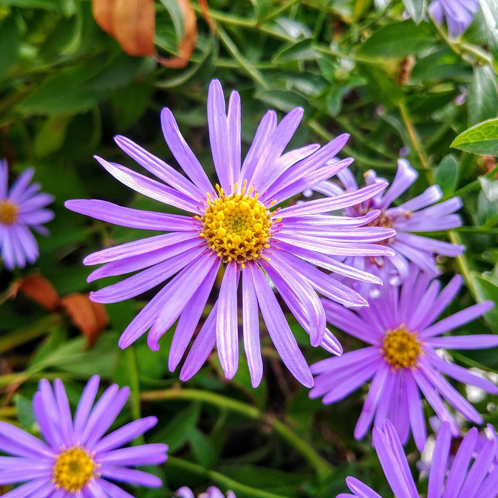 Aster thomsonii - Thomson's aster