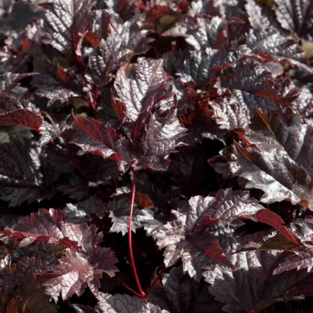 Astilbe 'Chocolate Shogun'