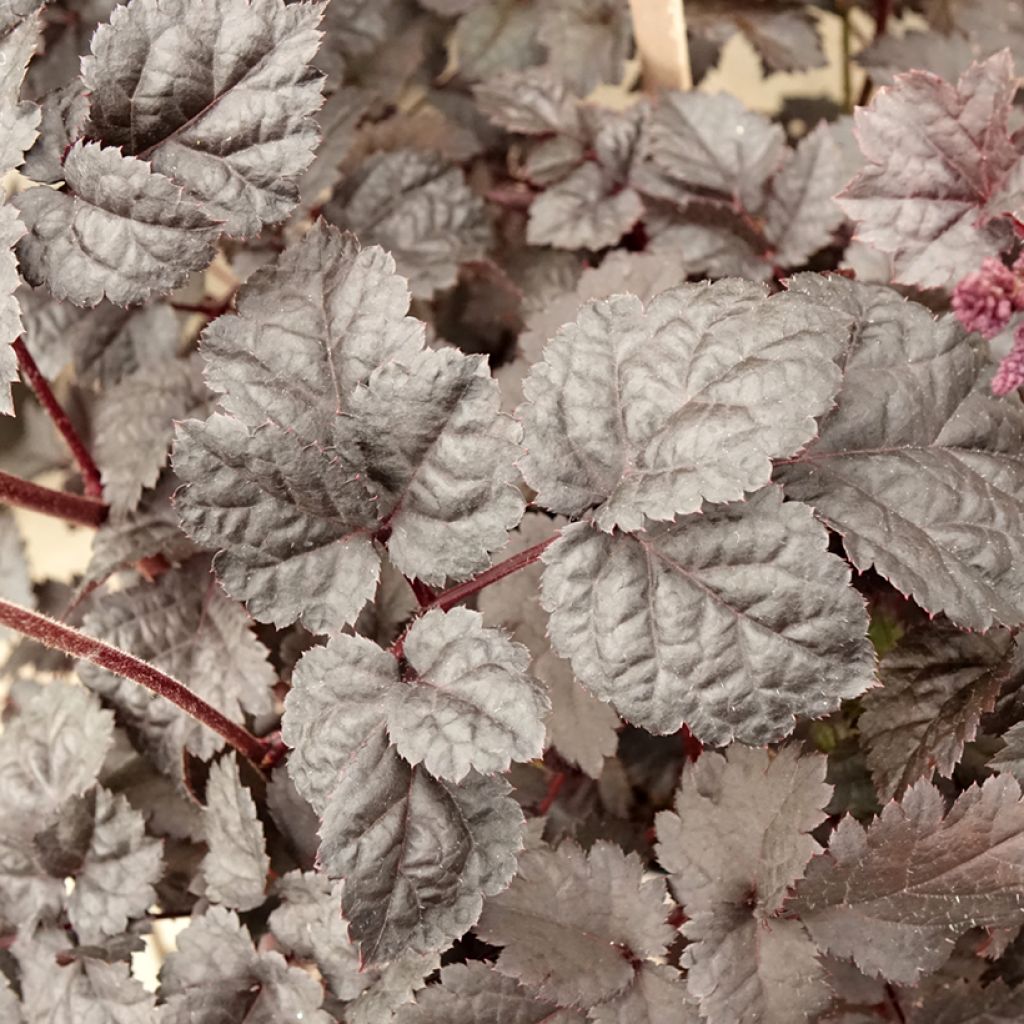 Astilbe chinensis Darkside Of The Moon - Chinese Astilbe