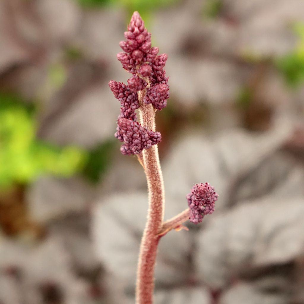 Astilbe chinensis Darkside Of The Moon - Chinese Astilbe