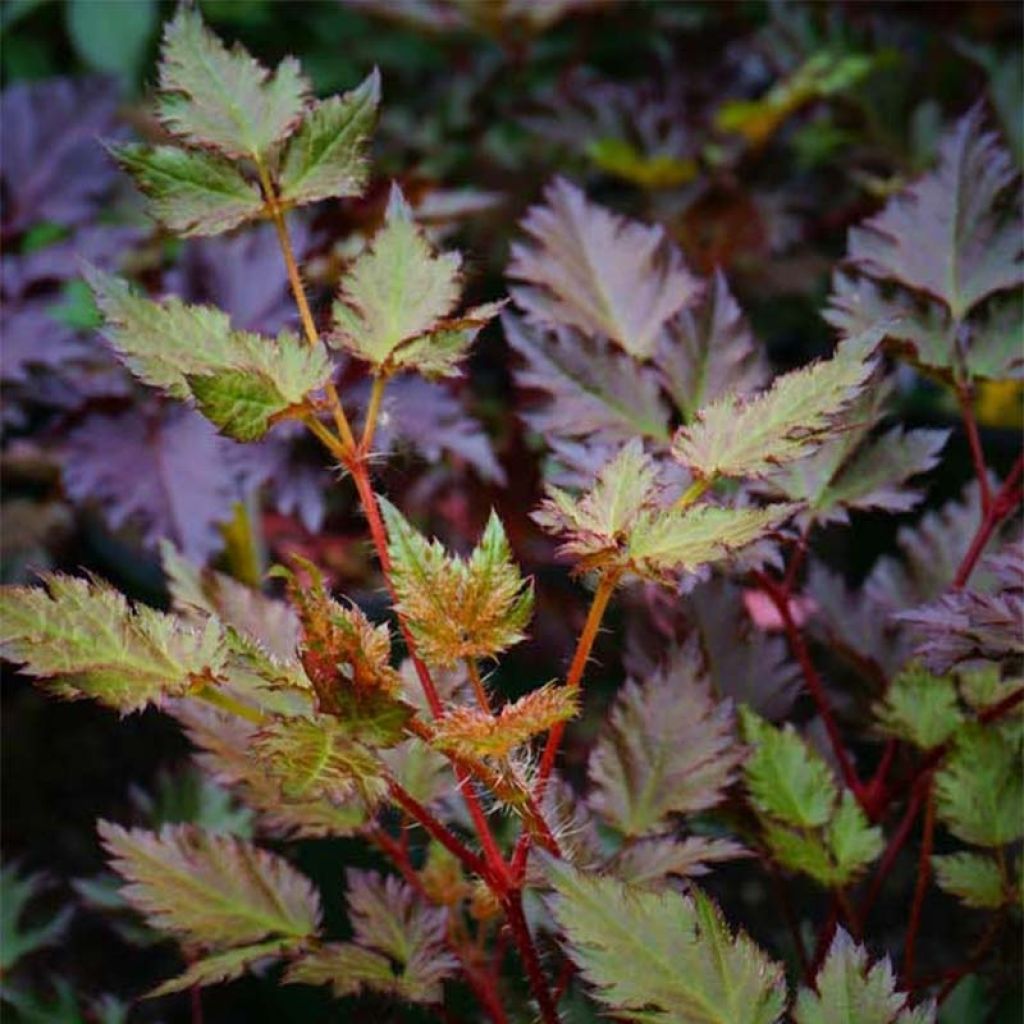 Astilbe Delft Lace - Japanese Astilbe