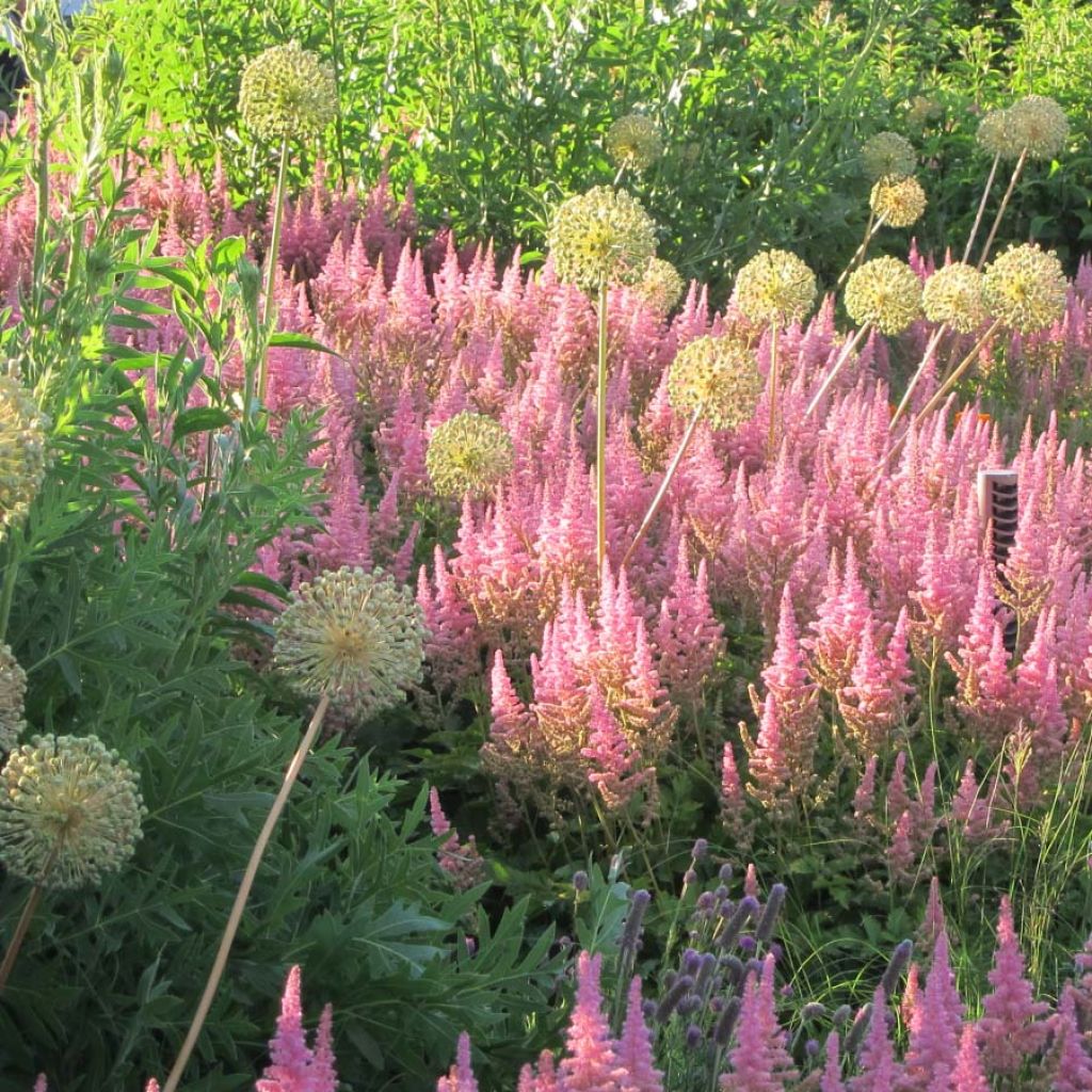 Astilbe chinensis Vision in Pink