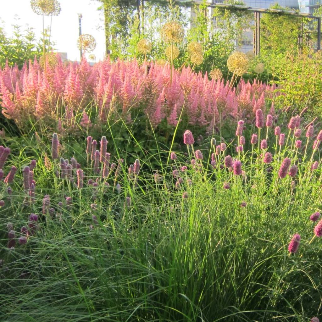 Astilbe chinensis Vision in Pink