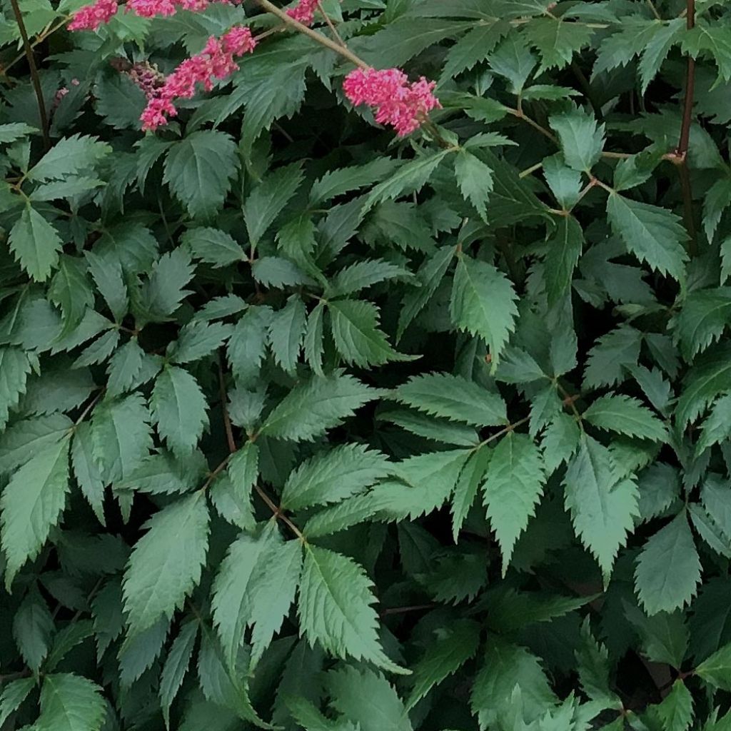 Astilbe chinensis 'Vision in Red'