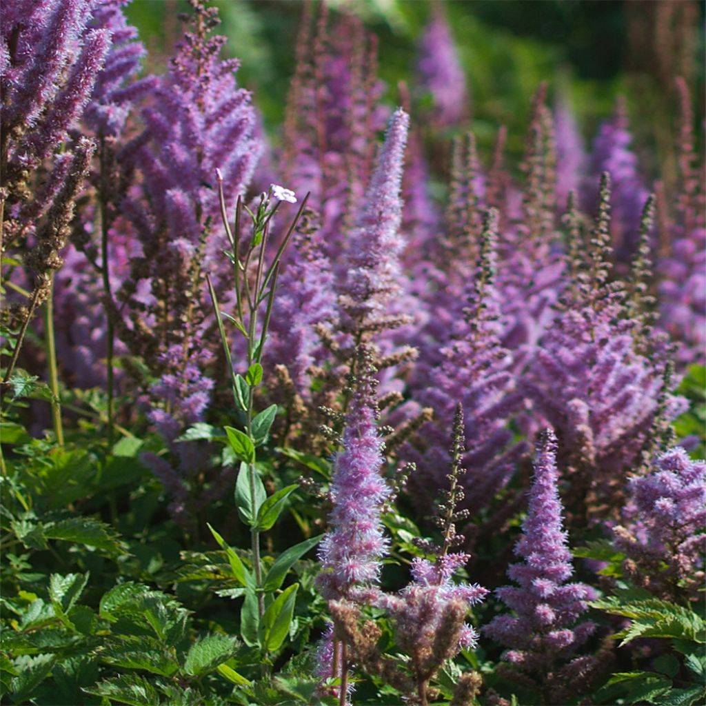 Astilbe chinensis Pumila