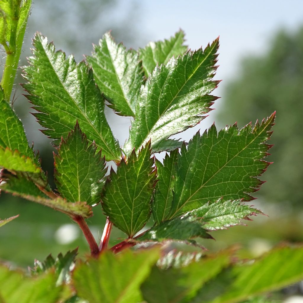 Astilbe chinensis Visions - Chinese Astilbe
