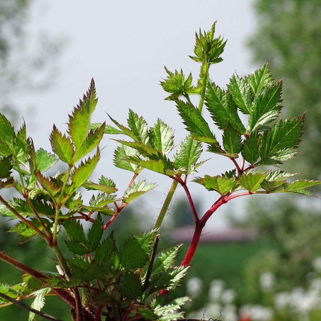 Astilbe chinensis Visions - Chinese Astilbe