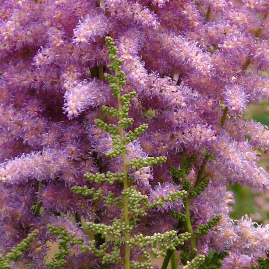 Astilbe chinensis var. davidii - Chinese Astilbe