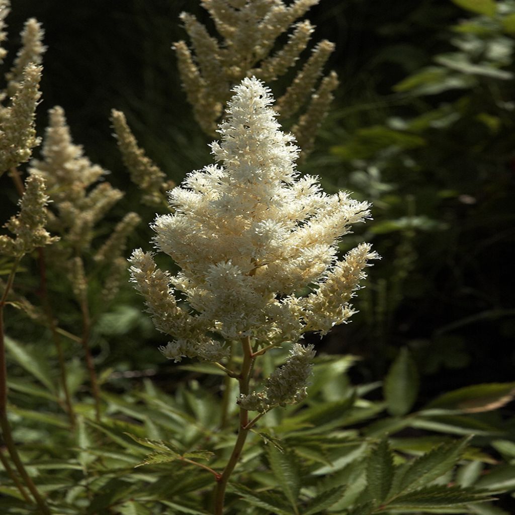 Astilbe Deutschland