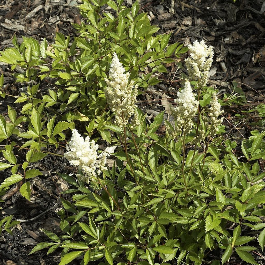 Astilbe Deutschland