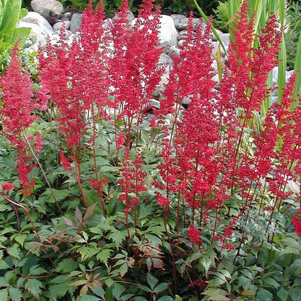 Astilbe Montgomery